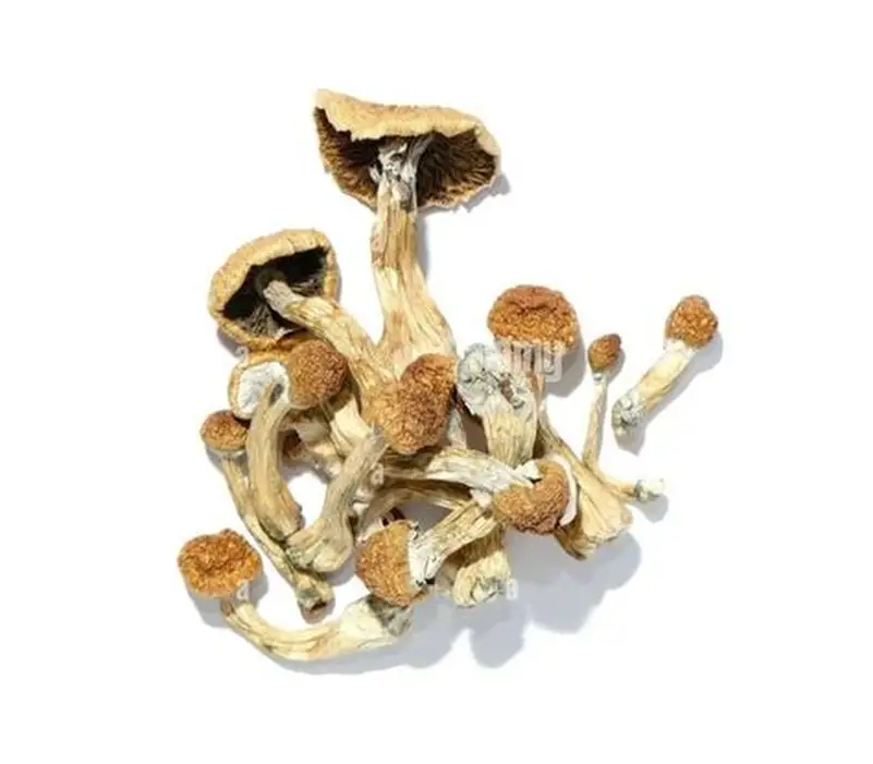 golden teacher mushrooms golden teacher mushrooms