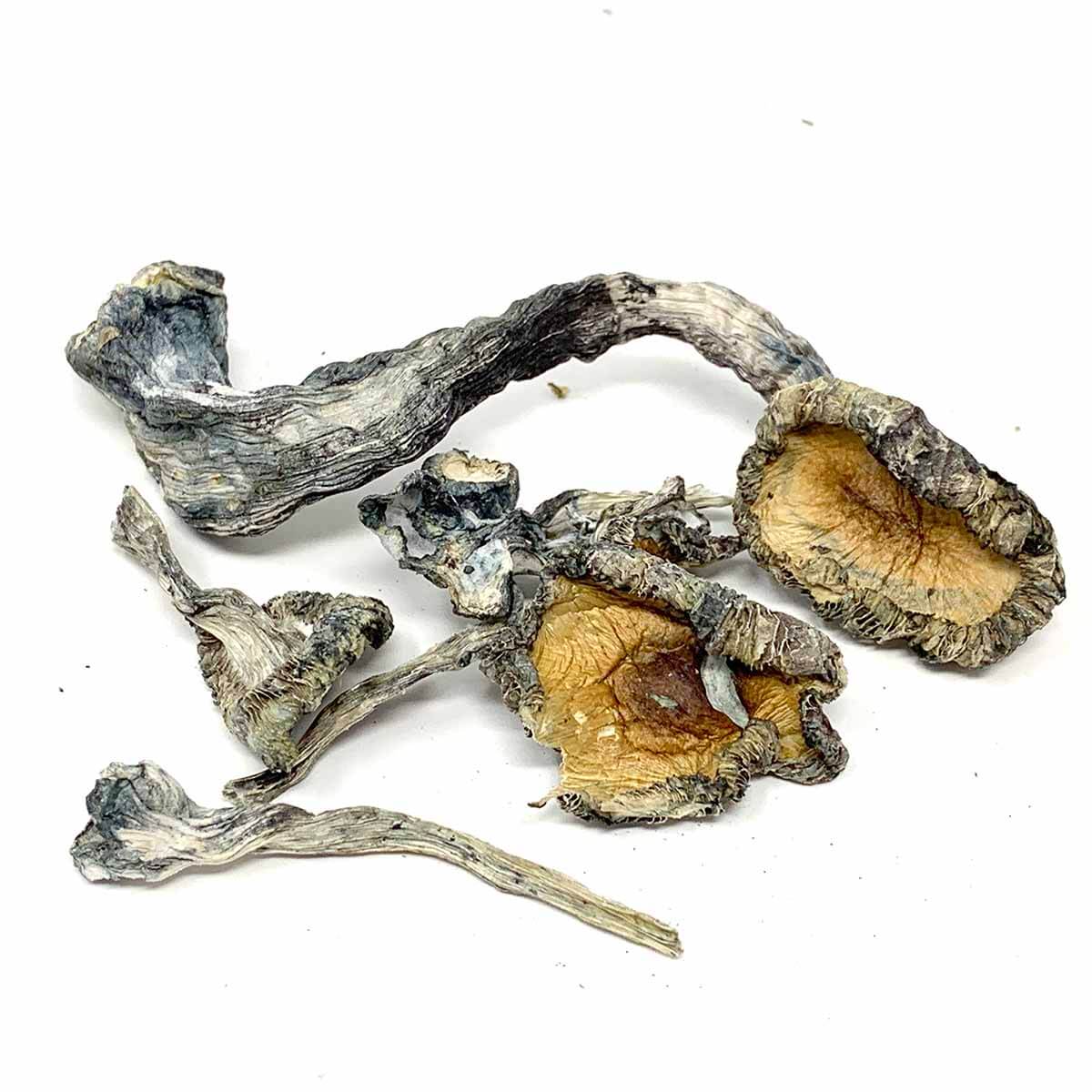 Blue Meanie Magic Mushrooms Europe Blue Meanie Magic Mushrooms Europe