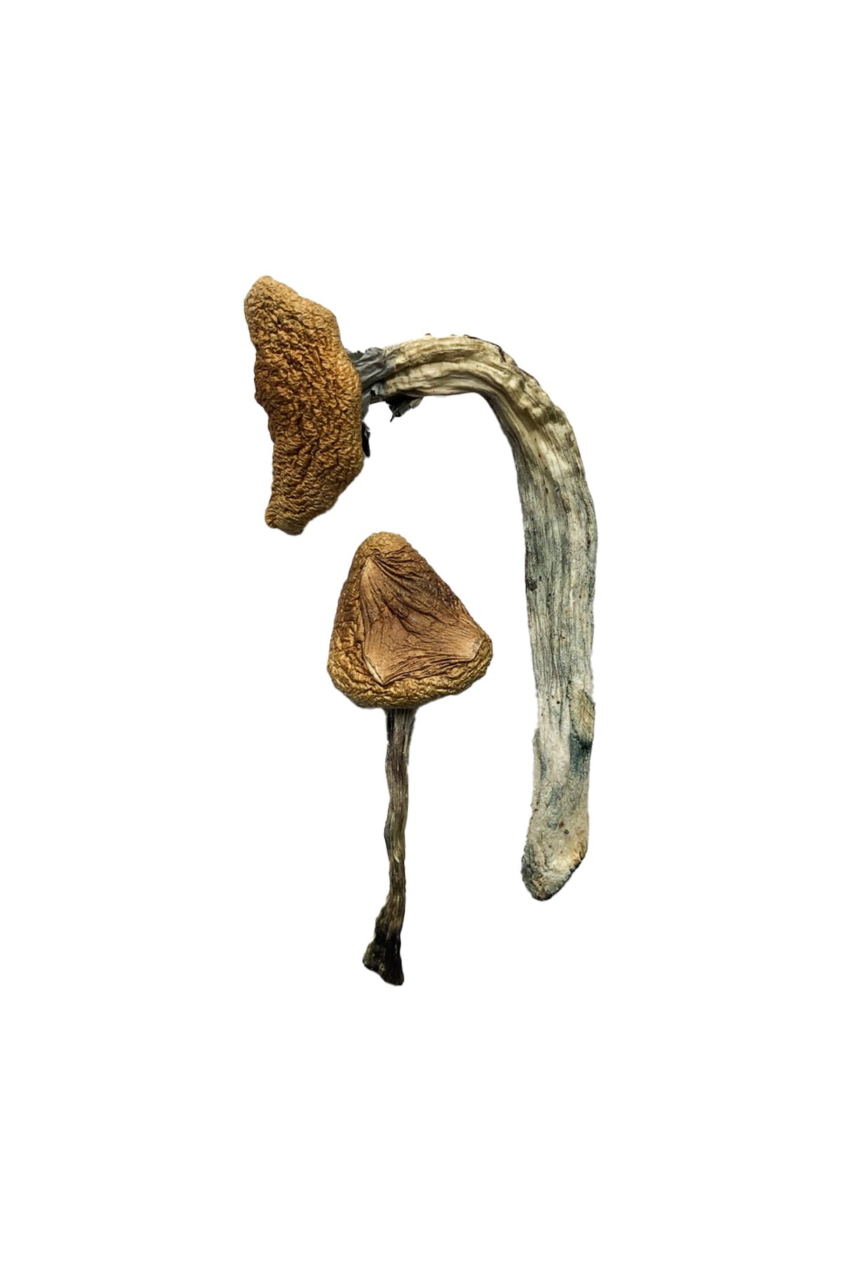 Jedi Mind Fuck Mushrooms Europe Jedi Mind Fuck Mushrooms Europe